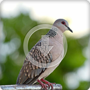 Spotted Dove Bird Sounds Ringtone APK