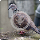 Spotted Turtle Dove Sounds Ringtone APK