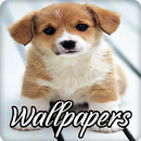 Puppy Wallpaper Images HD APK