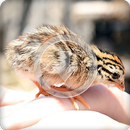 Quail Bird Call Sounds Ringtone APK