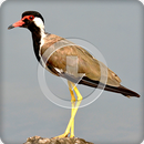 Red Wattled Lapwing Bird Sounds Ringtone APK