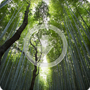 Tropical Forest Nature Sounds Ringtone APK