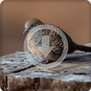 Zebra Dove Bird Call Sounds Ringtone APK