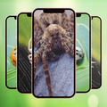 Spider Wallpaper