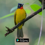 suara pikat kutilang emas mp3