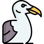 Enviromental Seagull