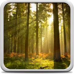 Sunny Forest Live Wallpaper APK  for Android – Download Sunny Forest  Live Wallpaper APK Latest Version from 