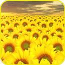 Sunflower Wallpaper APK