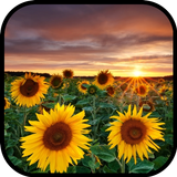 Sunflower Wallpaper APK