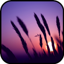 Sunset Wallpaper APK