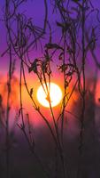 Sunset Wallpaper Ekran Görüntüsü 1