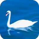 Swan Wallpaper HD APK