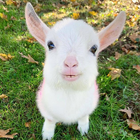 Papéis de Parede com Animais de Fazenda em HD أيقونة