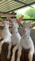 Papéis de Parede com Animais de Fazenda em HD تصوير الشاشة 2