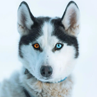 Papéis de Parede de Cachorros иконка
