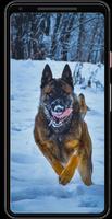 Papéis de Parede de Cachorros скриншот 1