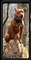 Papéis de Parede de Cachorros скриншот 2