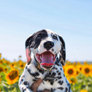 Dalmatian Wallpapers APK