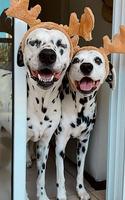 Dalmatian Wallpapers 截图 3