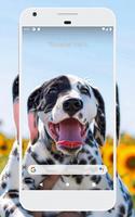 Dalmatian Wallpapers 海报