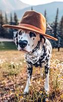 Dalmatian Wallpapers 截图 2