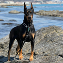 APK Papéis de Parede de Doberman