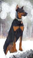 Papéis de Parede de Doberman اسکرین شاٹ 3