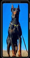 Papéis de Parede de Doberman پوسٹر