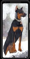 Papéis de Parede de Doberman اسکرین شاٹ 1