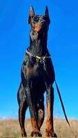 Papéis de Parede de Doberman اسکرین شاٹ 2