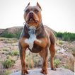 Pitbull Wallpapers
