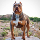 Pitbull Wallpapers APK