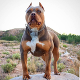 Pitbull Wallpapers icono