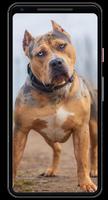 Pitbull Wallpapers پوسٹر