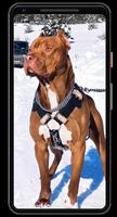 Pitbull Wallpapers اسکرین شاٹ 2