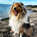 APK Collie Wallpapers - Papéis de parede Collie