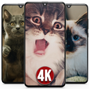 4K Cute Kitten Cats Wallpapers HD APK