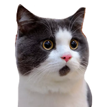 Cat Stickers for WhatsApp