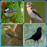 Bird Guide + Quiz Game PRO