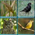Bird Guide + Quiz Game