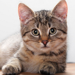 تربية القطط