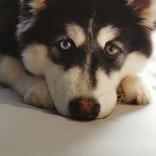 تربية الكلاب والاعتناء بها