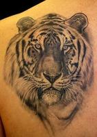 برنامه‌نما Tiger Tattoo Design عکس از صفحه