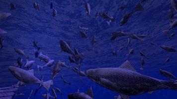Be a Fish - VR Simulator imagem de tela 1