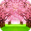 Sakura Wallpaper HD