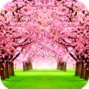 Sakura Wallpaper HD APK