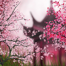 Sakura Live Wallpaper-APK