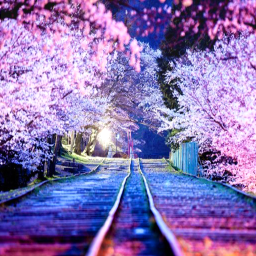 Sakura Live Wallpaper