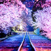 Sakura Sfondo Animato