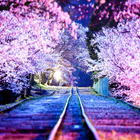 Sakura Live Wallpaper آئیکن